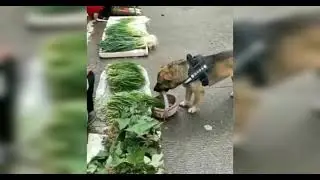 собака - помогает на рынке 🐶