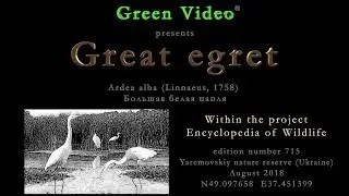 Great egret / Большая белая цапля / Ardea alba. Green Video. Encyclopedia of Wildlife Project