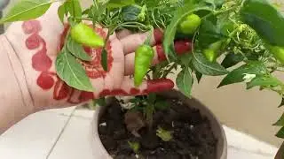 Hari Mirch Ko Phool Bohat Aate Hain but Mirch Nahi Banti || Result Ap Khud Dekho