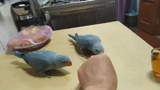 ручные попугаи