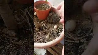 Bady Pigeon