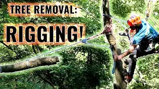 Tree Work: Rigging in Trees!