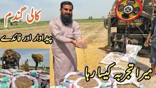 Black wheat harvesting (کا لی گندم کی کٹائی) |High profitable farming |Black wheat seeds |IR FARM