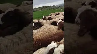 Армения ч10 - барашки в горах / Armenia ch10 - lambs in the mountains (2019)