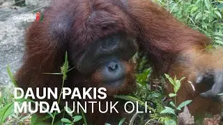 PAKIS ARE ALSO PART OF THE ORANGUTAN DIET IN THE WILD!