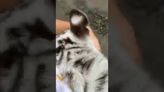 Alhamdulillah selen udh siuman gais