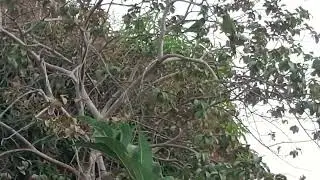 olha só a alegria das aves maritacas