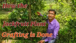 HOW TO GRAFT  A  JACKFRUIT TREE IN THE BEST WAY