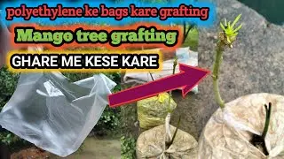 mango tree grafting