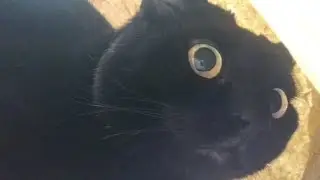 Luka Daily Pounce #1