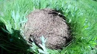 Муравейник на Чатыр-Даге