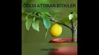Plants that cause edema, Lemon plant...
