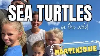 Sea Turtles In the Wild - Bungalow Diaries - Martinique #travel #travelvlog #kidstravelvlog