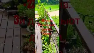 26 августа 2024 Адлер село Черешня. +23 тепла. Циклон продолжается. Дожди ☔☔☔