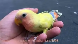 Смешные животные и природа #51 лучшие моменты