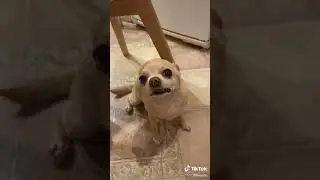 Будешь мясо?