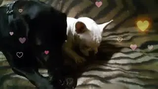 Молли с Гизма и их любимая игрушка #французскийбульдог #labrador