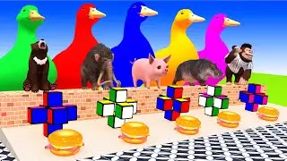 5 Giant Duck Cartoon Paint Animals Cow, Elephant, Tiger, Gorilla, Buffalo Wild Animals Cage Game