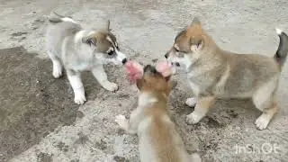 West Siberian Laika puppies