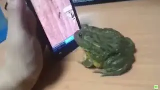Типичный день жабы 3