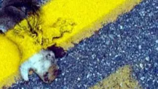 Roadkill... the Other White Meat | ZapRoot