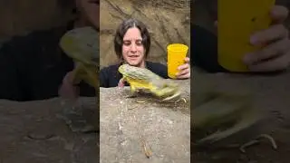 This Big Pixie frog went wild😳😅