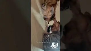 Kitty Land Бенгальские котята и муха 