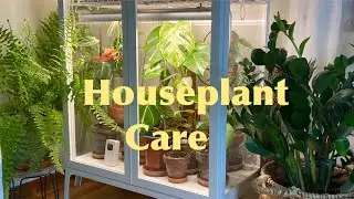 Caring for my Bedroom Houseplants