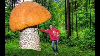 По грибочки в Мурманской области!
