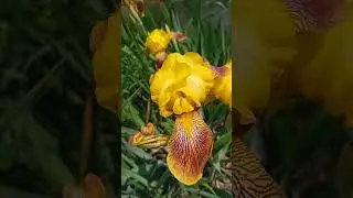 Магия ирисов