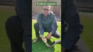 Rescued a Python at school today