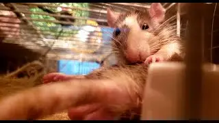 Little Git Grooms Himself up close (ft. Rat Balls)