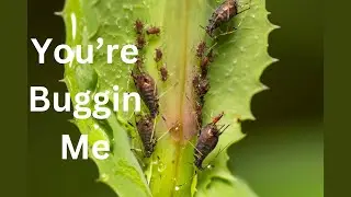Pest Control 101  Keep Bugs Away from Your Garden