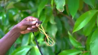 Rubber Band Whip (Supersonic)