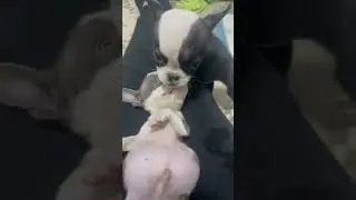 Mini Pets for Mini Pups (Ramapo-Bergen Animal Refuge)