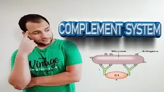 Complement System