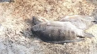 Aunty Cleaning Fish 🐟🐟🐟🐠 Amazing Village Skill 