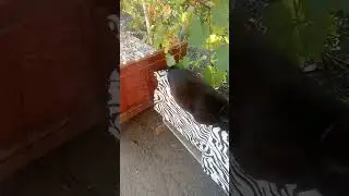 Любимое место #кота Буси 19#августа