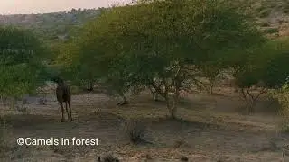 Camel calf enjoying in habitat |Camel baby roaming in desert #camel #deserts