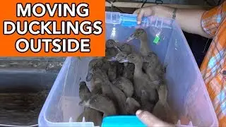 Moving Ducks Outside