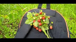 Птички поют,грибы попадаются
