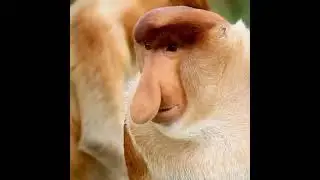 носатый гибон