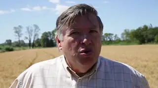 Filière Blé dur