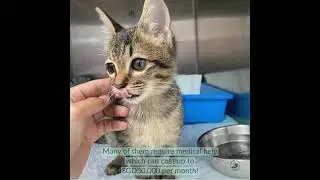 Fundraise for Project LUNI this World Animal Day!