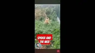 Magsipag ang gagamba ll spider and the web