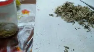 Как на самом деле опасен мордовник шаголовый.