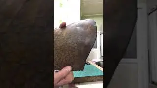 Обработка кожи маслами и восками