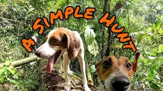 A Simple Hunt #trinidadandtobago  #hunting