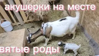 АКУШЕРКИ НА МЕСТЕ | НЕДОРОЖАЛА