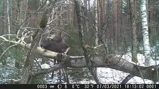 Очередной визит лося на осину